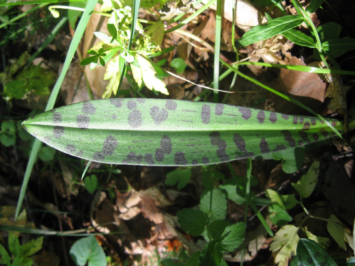 Orchidee delle Alpi Orobie valtellinesi (Sondrio)